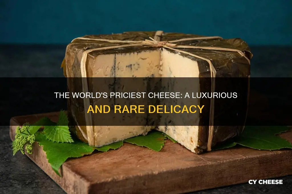 what is most expensive cheese