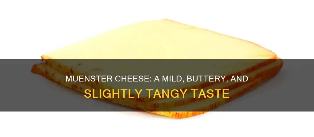 what is muenster cheese taste like