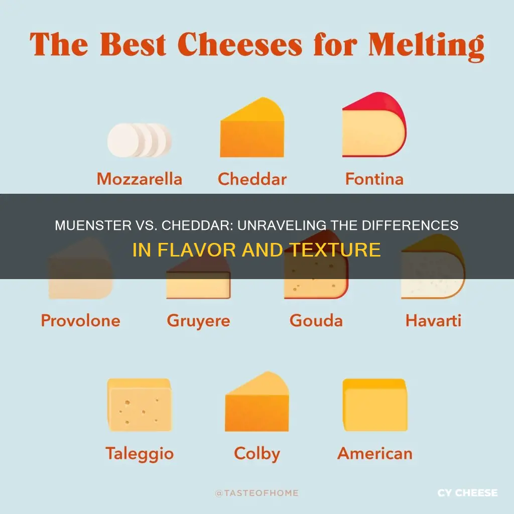 what is muenster cheese vs cheddar