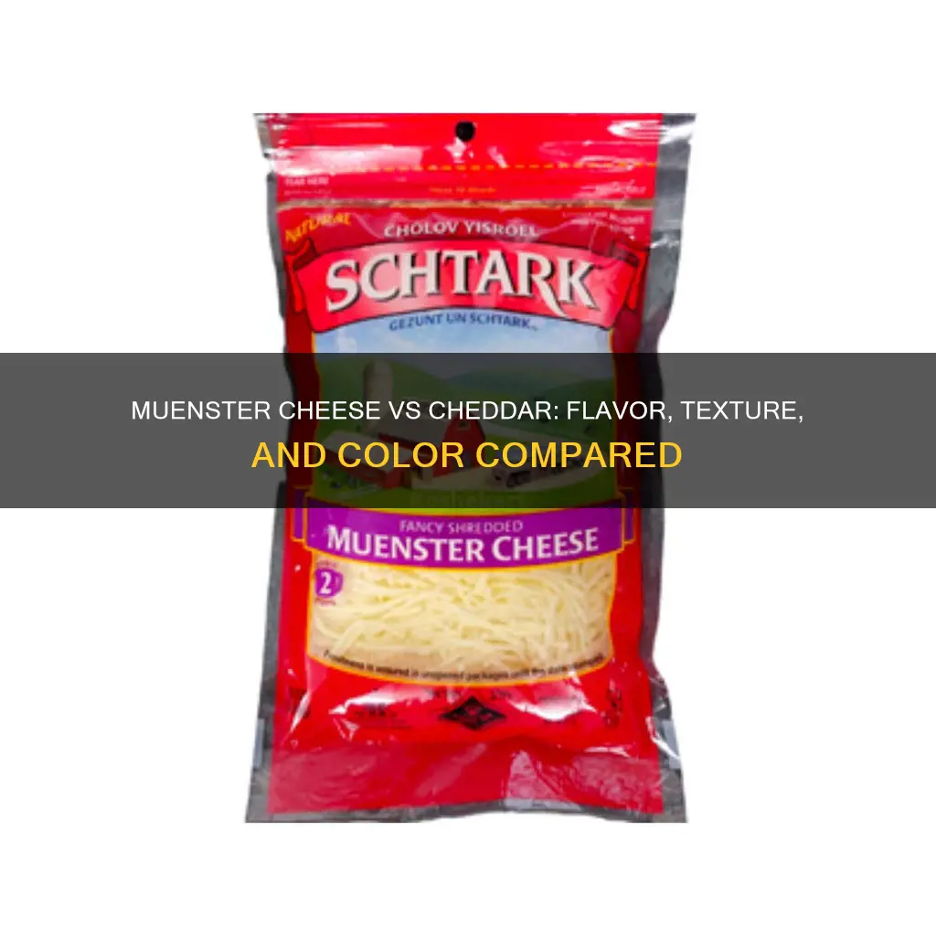 what is muenster cheese vs cheddar