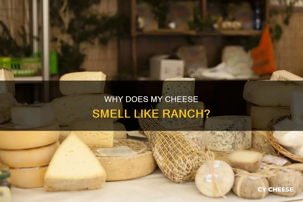 what is my cheese starts to smell like ranch