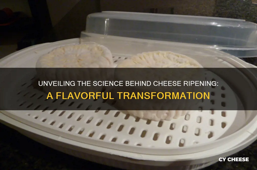 what is occuring during the cheese ripening process