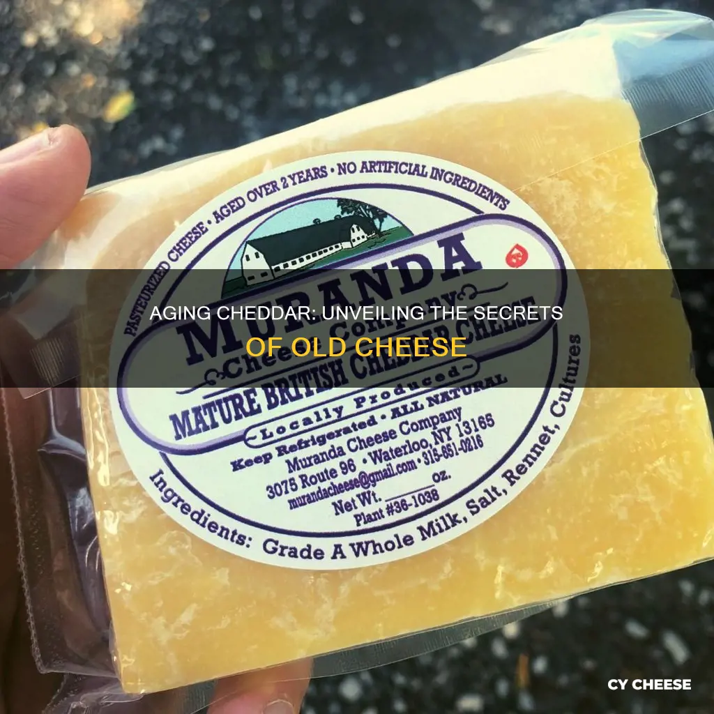 what is old cheddar cheese