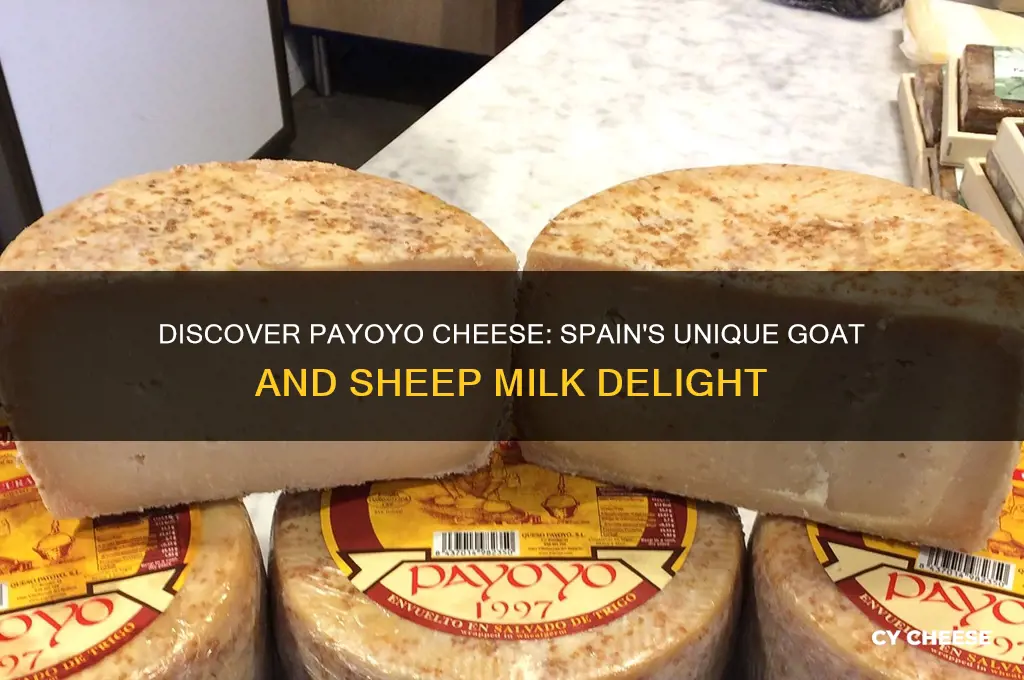 what is payoyo cheese
