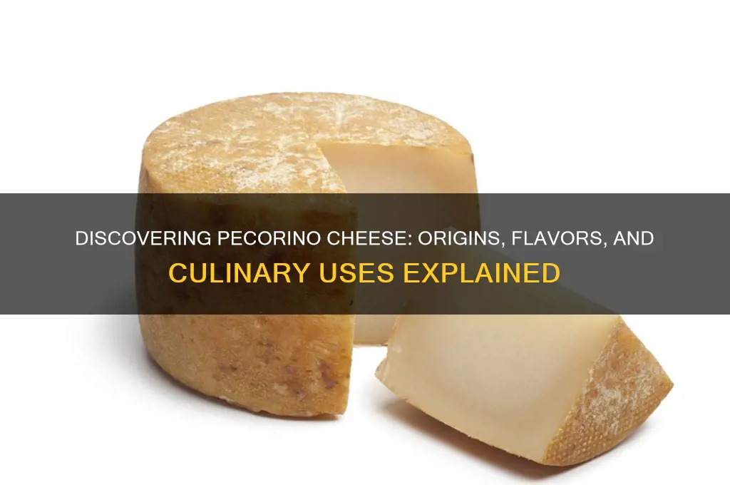 what is pecarino cheese