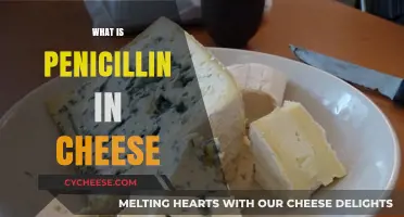 Penicillin in Cheese: Understanding the Role of Mold in Dairy
