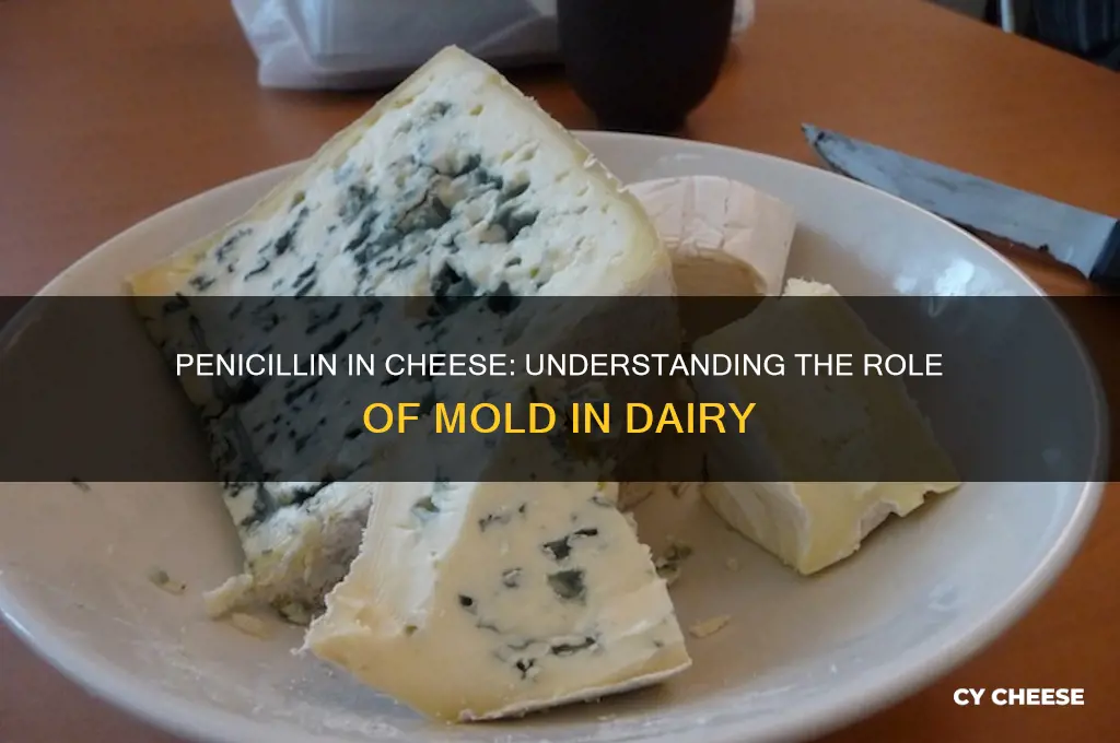 what is penicillin in cheese