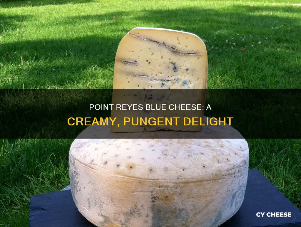 what is point reyes blue cheese