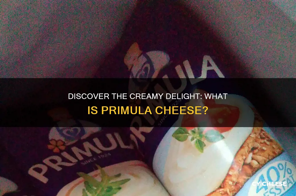 what is primula cheese