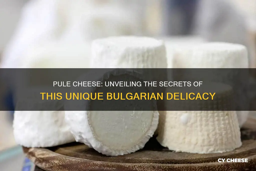 what is pule cheese made from