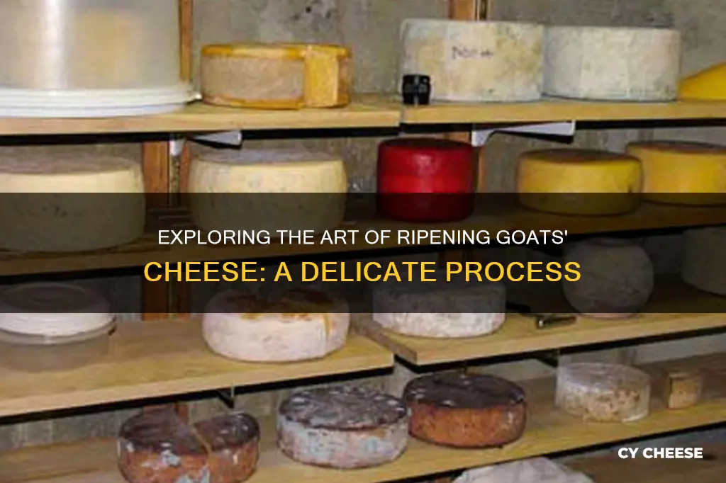 what is ripening goats cheese