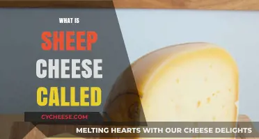 Exploring Sheep Cheese: Names, Varieties, and Culinary Uses