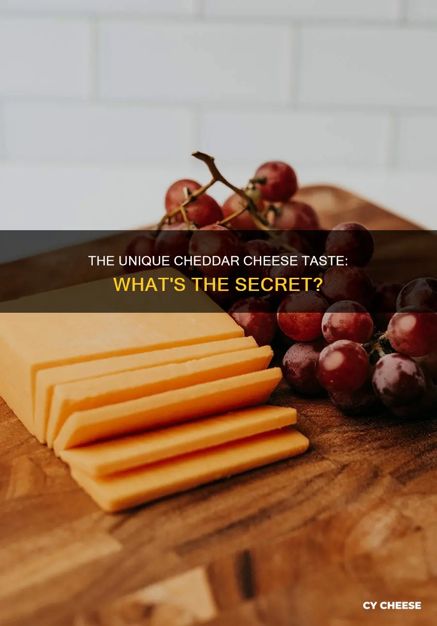what is teh distinct taste in chedder cheese