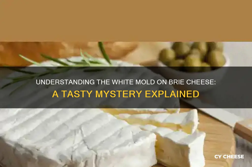 what is that white stuff on brie cheese