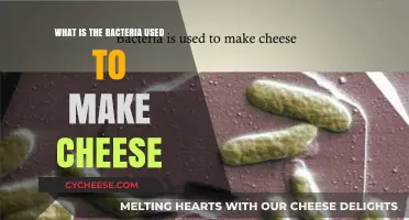 Cheese-Making Bacteria: Unlocking Delicious Flavors