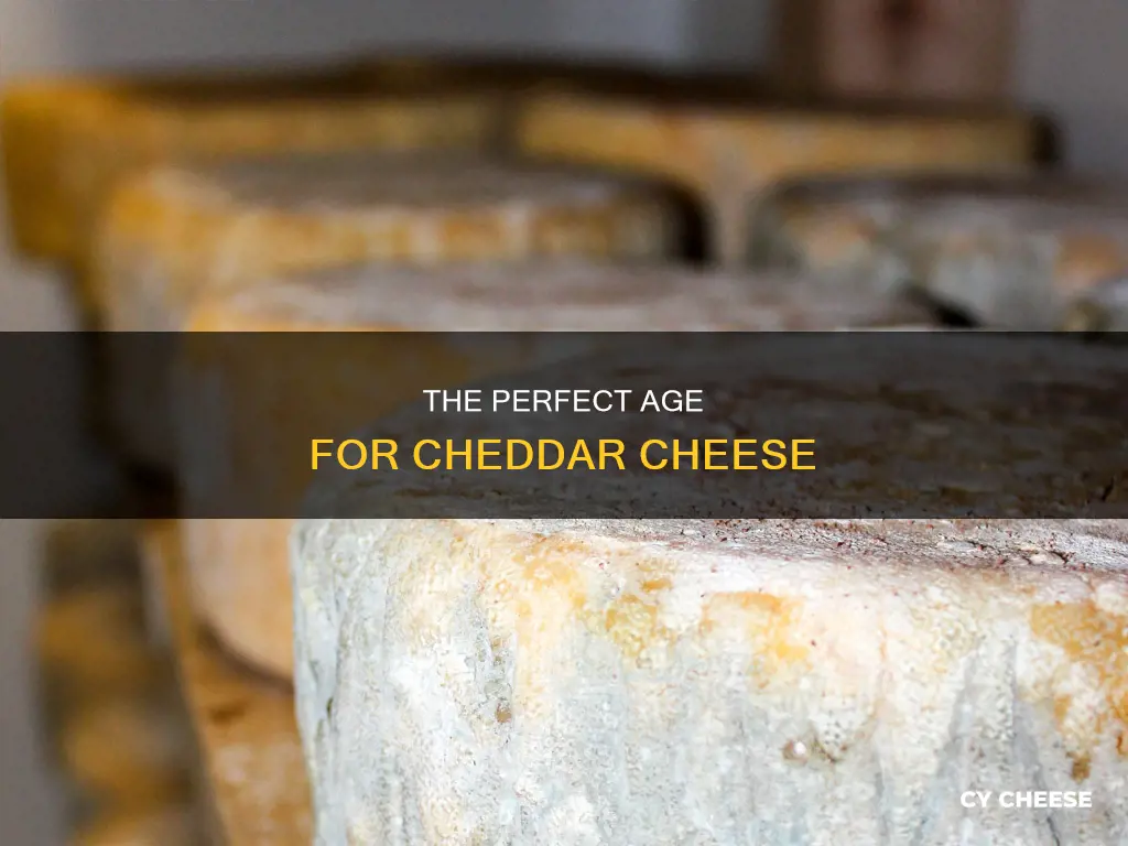 what is the best age for cheddar cheese
