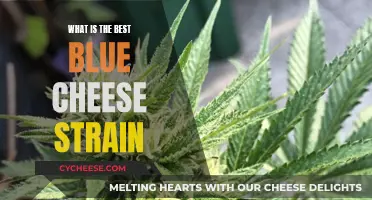 Blue Cheese Strain: Discovering the Ultimate Flavor