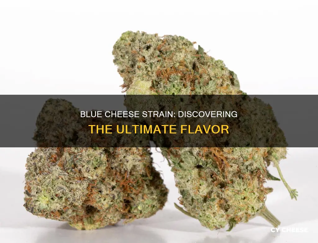 what is the best blue cheese strain
