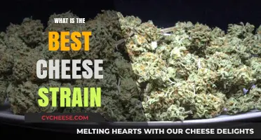 Cheese Strain: Discovering the Ultimate Flavor