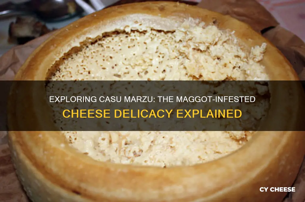 what is the cheese called with maggots in it