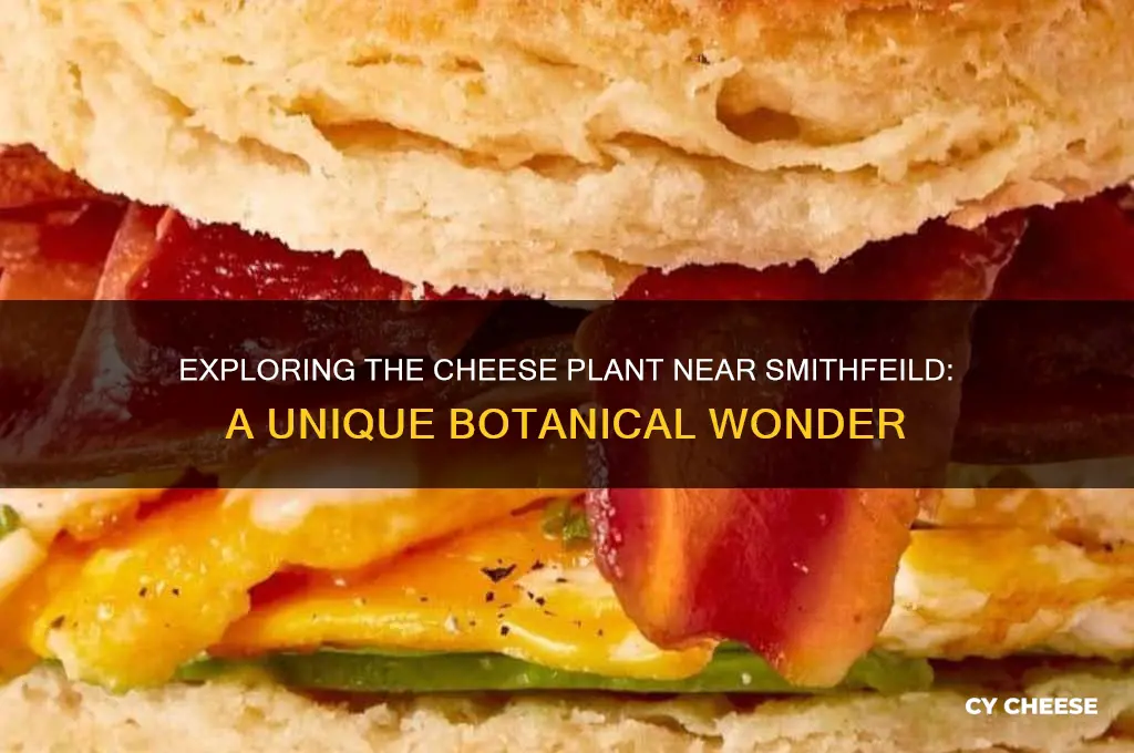 what is the cheese plant out by smithfeild