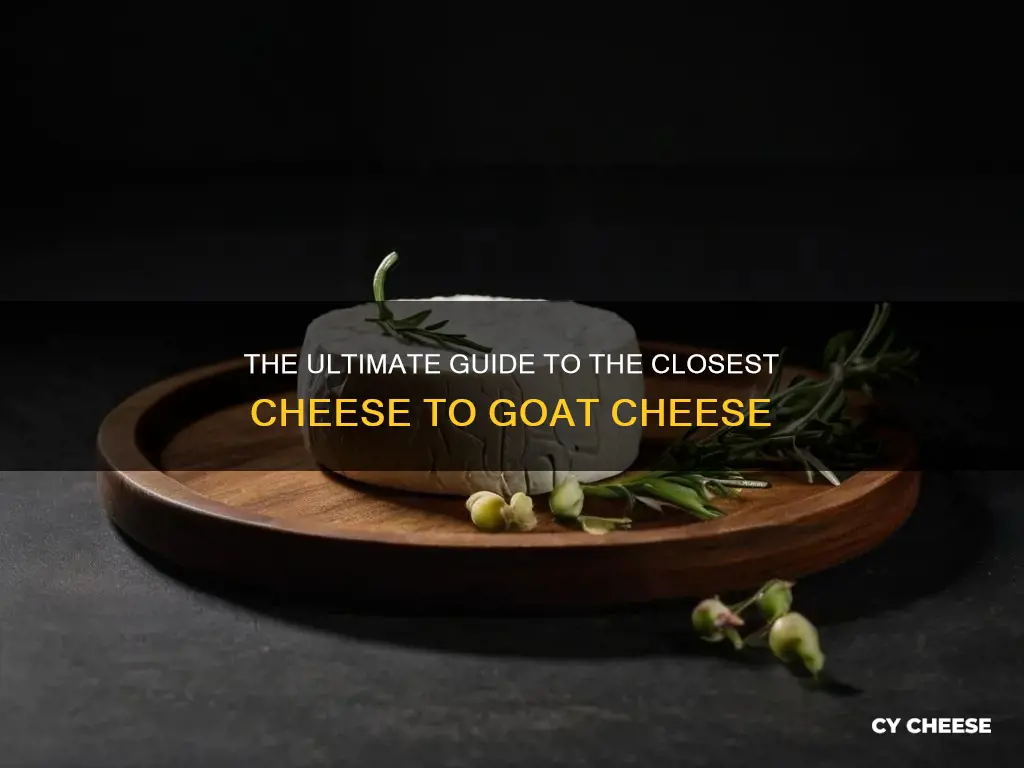 what is the closet cheese to goat cheese