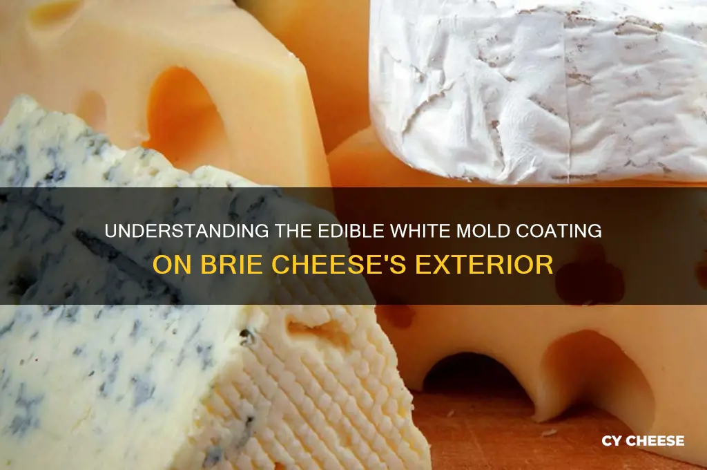 what is the coating on the outside of brie cheese