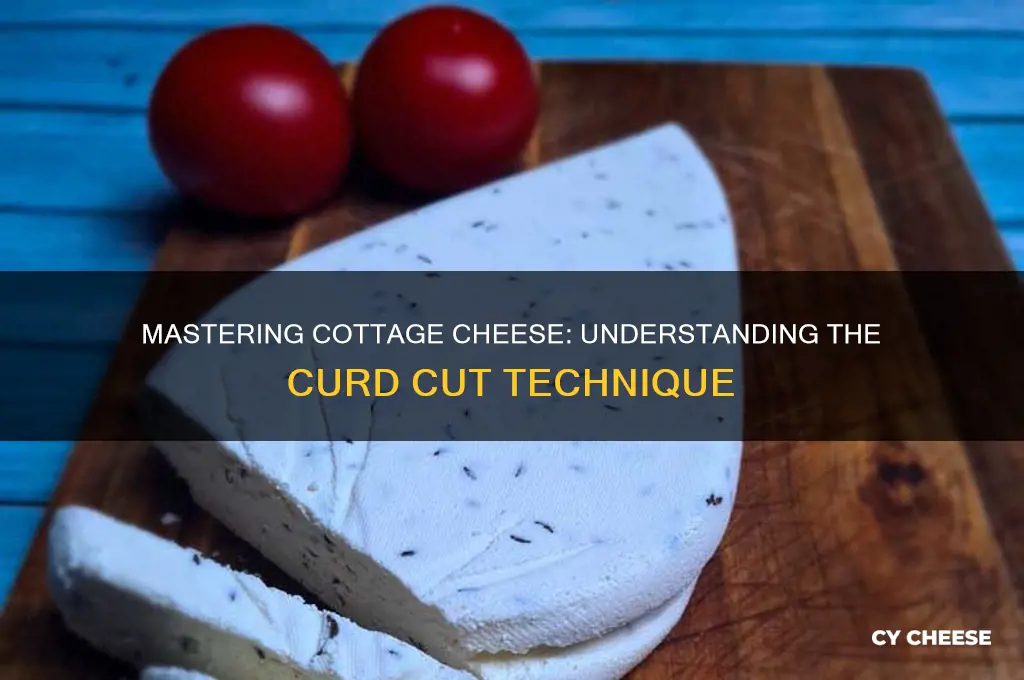 what is the curd cut in making cottage cheese
