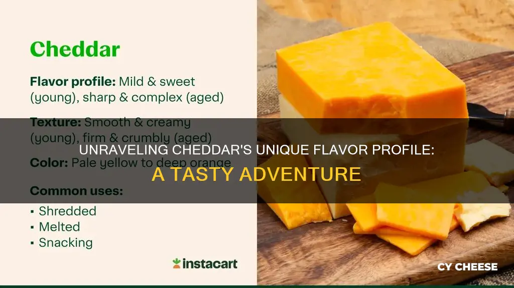 what is the distinct taste in cheddar cheese