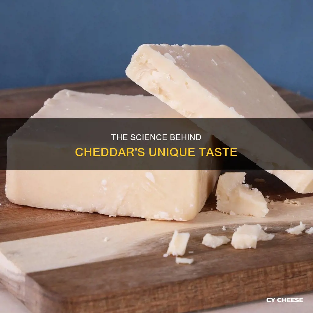 what is the distinct taste in cheddar cheese