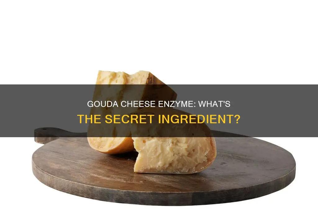 what is the enzyme of gouda cheese made it out