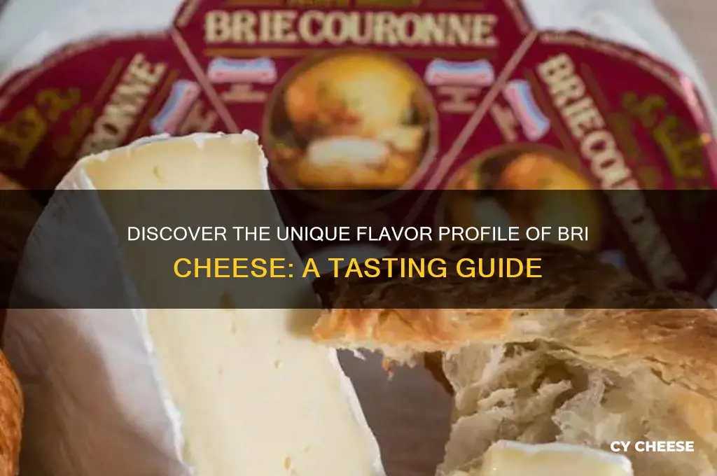 what is the flavor or taste of bri cheese