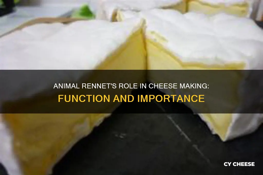 what is the function of animal rennet in cheese making