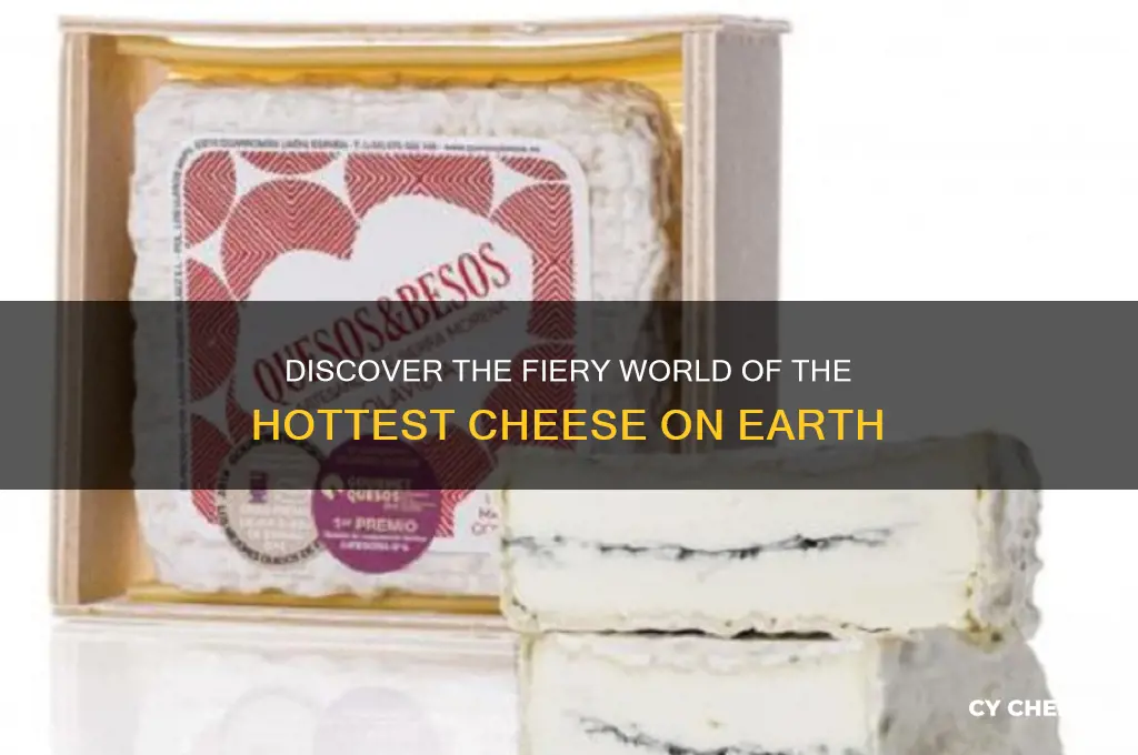 what is the hottest cheese in the world