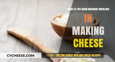 The Role of Lactococcus lactis in Cheese Production Explained