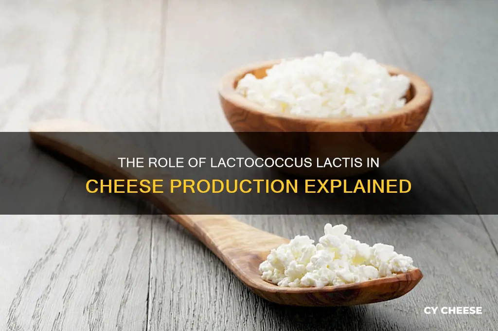 what is the main microbe involved in making cheese