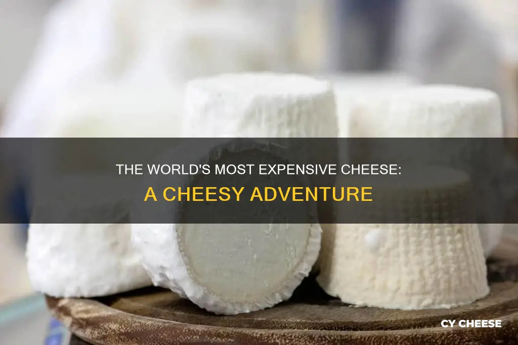 what is the most expensive cheese made from