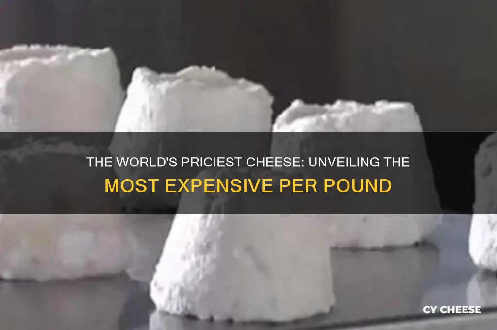 what is the most expensive cheese per pound