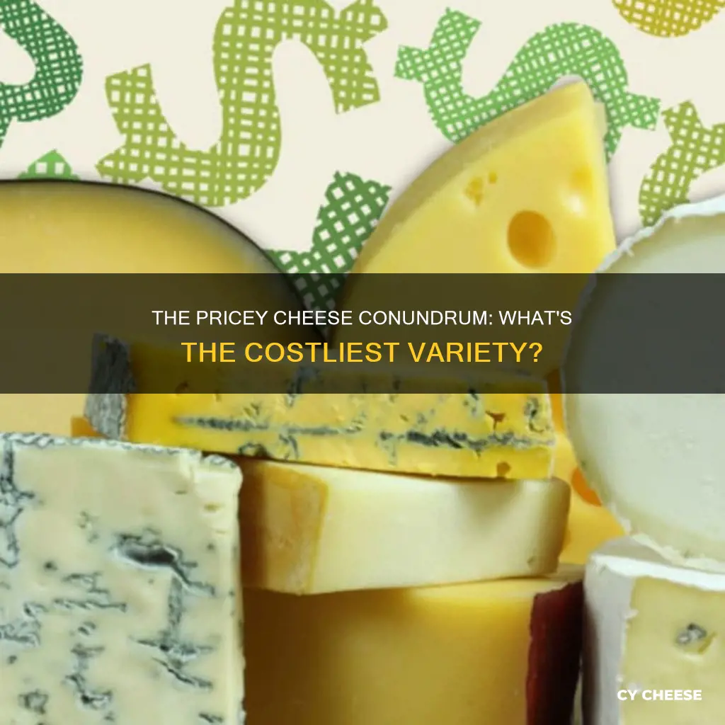 what is the most expensive kind of cheese