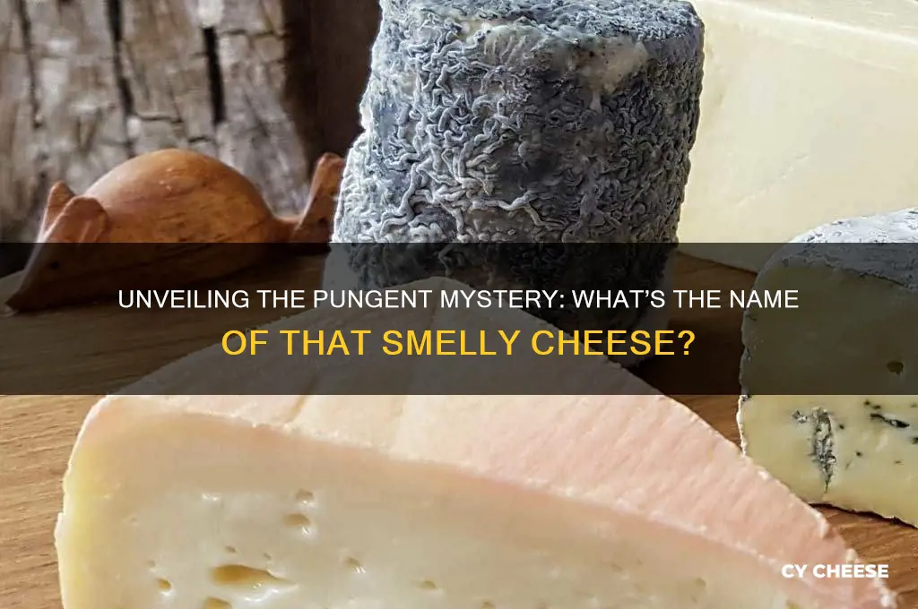 what is the name of the really smelly cheese