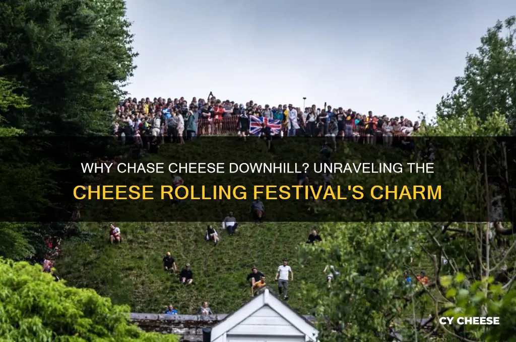 what is the point of a cheese rolling festival