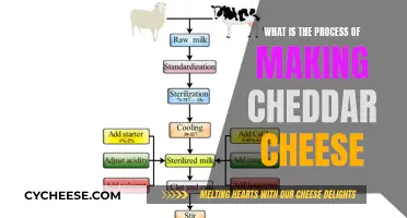 Unveiling the Cheddar Magic: A Journey from Cow to Cheese