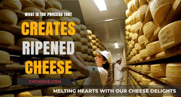 From Milk to Maturity: The Art of Ripening Cheese Explained