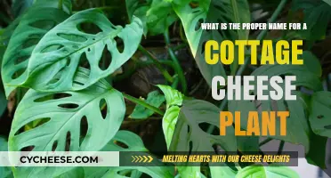 The Surprising Proper Name for a Cottage Cheese Plant Revealed