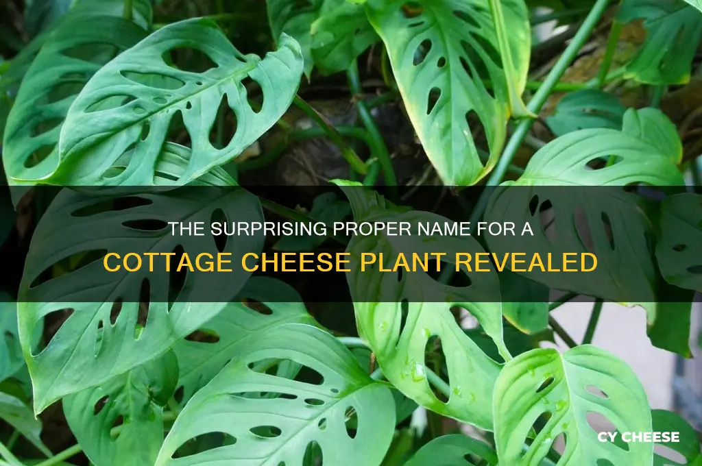 what is the proper name for a cottage cheese plant