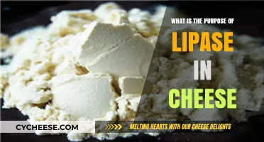 Understanding Lipase's Role in Cheese Flavor and Texture Development