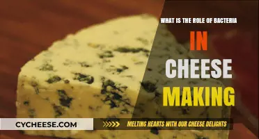 Bacterial Magic: Unveiling Their Essential Role in Cheese Making