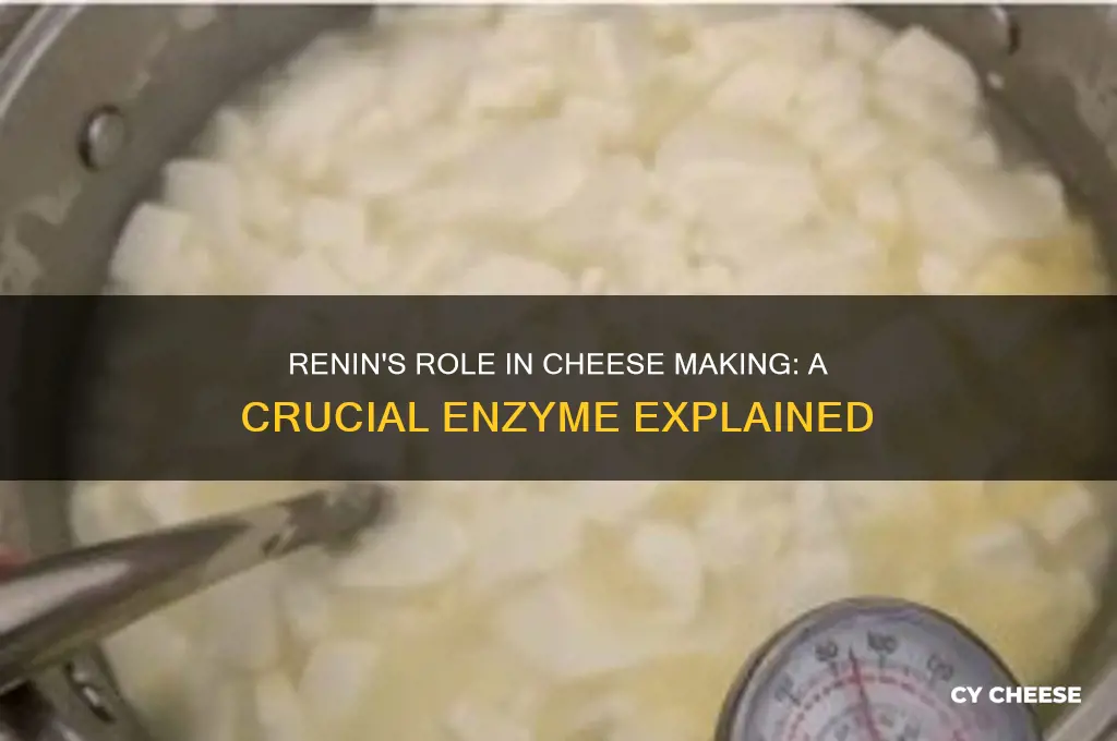 what is the role of renin in cheese making