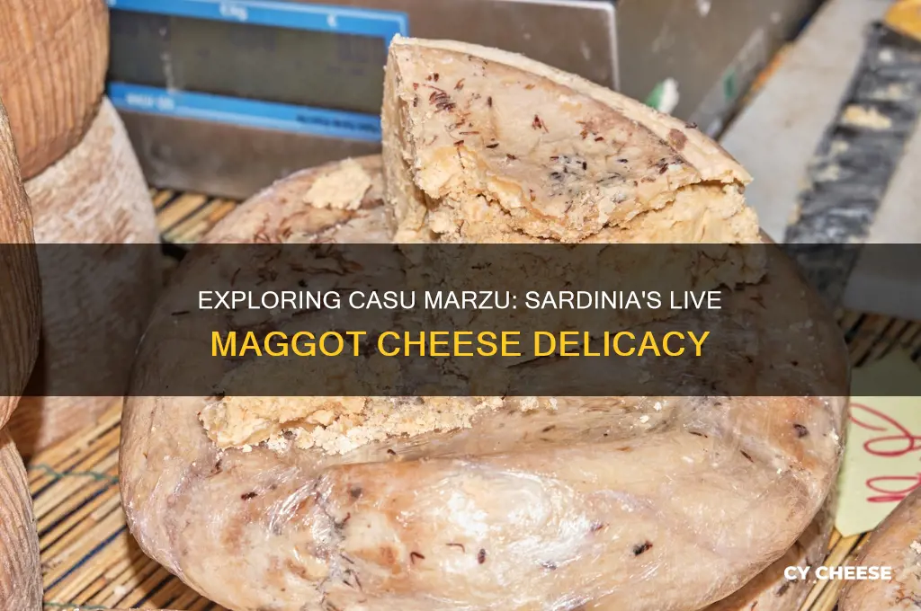 what is the sardinian cheese that contains live maggots