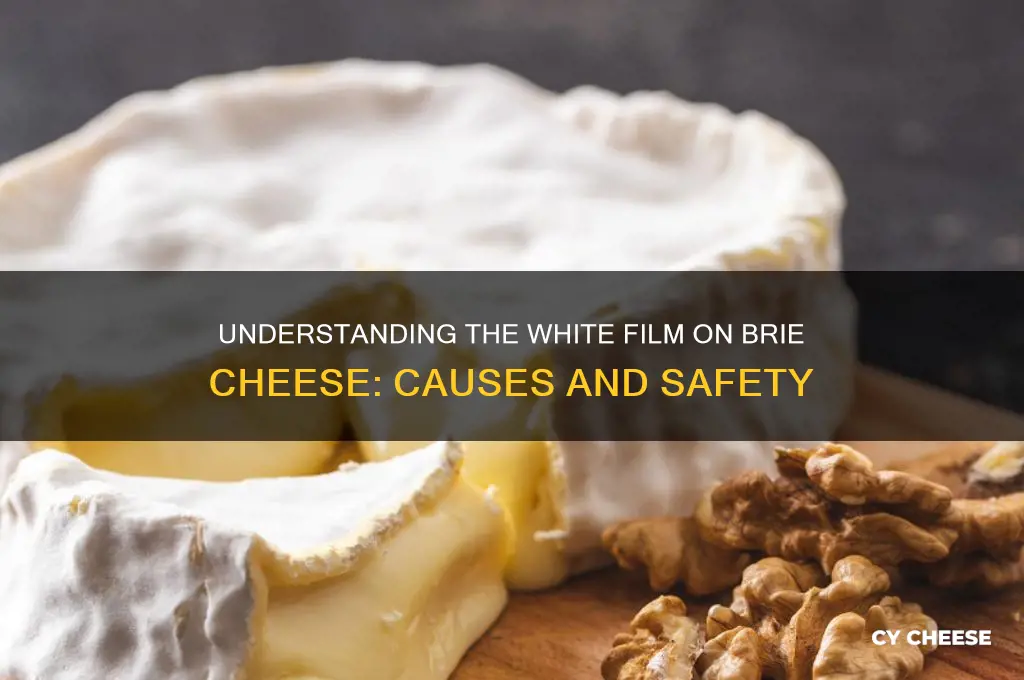 what is the white film on brie cheese